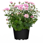 Pflanzen Kölle Borgsdorf - Chrysantheme Angebot im Prospekt Chrysantheme bei Pflanzen Kölle im Borgsdorf Prospekt für 1,49 €
