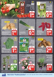 Ähnliche Angebote wie Heckenpflanzen im Prospekt "Top Angebote" auf Seite 2 von EDEKA in Hamburg