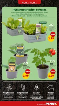 Zucchini im Penny Prospekt "Wer günstig will, muss Penny." mit 40 Seiten (Mannheim)