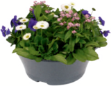 toom Baumarkt Bühl - Frühlingsmix 19-cm-Topf Angebot im Prospekt Frühlingsmix 19-cm-Topf bei toom Baumarkt im Bühl Prospekt für 5,99 €