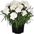 Edelnelke bei Hagebaumarkt im Mönchengladbach Prospekt für 1,99 €