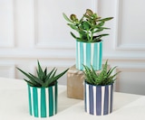 Mixte Succulentes - Super U à Nantes Mixte Succulentes en promo chez Super U Nantes à 4,99 €