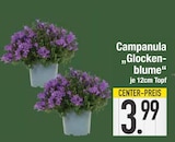 Campanula Glockenblume im EDEKA Prospekt Campanula Glockenblume im aktuellen EDEKA Prospekt für 3,99 €