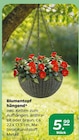 Blumentopf hängend im aktuellen Netto mit dem Scottie Prospekt