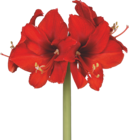 Bauzentrum Lieder Halver - Amaryllis Angebot im Prospekt Amaryllis bei Bauzentrum Lieder im Halver Prospekt für 7,49 €