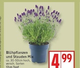 Blühpflanzen und Stauden Mix im aktuellen EDEKA Prospekt