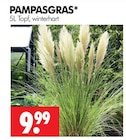 Pampasgras im Angebot bei Wreesmann in Cuxhaven Pampasgras Angebote bei Wreesmann Cuxhaven für 9,99 €