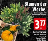Herbsttulpen Angebote bei EDEKA Rheine für 3,77 €