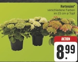 Hortensien im Angebot bei E center in Dresden Hortensien Angebote bei E center Dresden für 8,99 €