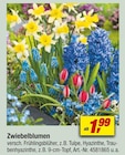 Zwiebelblumen Angebote bei toom Baumarkt Herten für 1,99 €