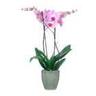 Schmetterlings-Orchidee im OBI Prospekt Schmetterlings-Orchidee von im aktuellen OBI Prospekt für 9,99 €