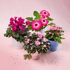 Plante Fleurie - Carrefour Market à Caen Plante Fleurie en promo chez Carrefour Market Caen à 6,99 €