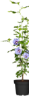 Gartenhibiskus von GROW by OBI für 14,99 € bei OBI im Angebot Gartenhibiskus von GROW by OBI im aktuellen OBI Prospekt