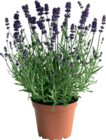 Lavendel „Lavandula angustifolia“ im Angebot bei Hornbach in Saarbrücken Lavendel „Lavandula angustifolia“ Angebote bei Hornbach Saarbrücken für 7,99 €