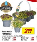 Hauswurz/Fetthenne bei toom Baumarkt im Lage Prospekt für 2,99 €