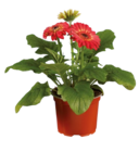 Gerbera en promo chez Lidl Le Mans à 2,79 €