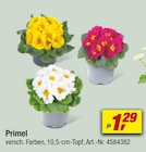 Primel im toom Baumarkt Prospekt zum Preis von 1,29 €