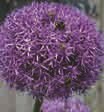 Globemaster Allium bei BAUHAUS in Viersen Globemaster Allium im Angebot bei BAUHAUS Viersen für 2,99 €