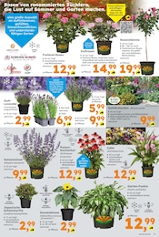 Globus-Baumarkt Gartenpflanzen im Prospekt Globus-Baumarkt Gartenpflanzen im Prospekt