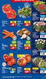 Ähnliche Zitronenbaum Angebote im Prospekt "LIDL LOHNT SICH" von Lidl in Arnsberg Ähnliche Angebote wie Zitronenbaum im Prospekt "LIDL LOHNT SICH" auf Seite 3 von Lidl in Arnsberg