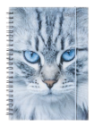 Schülerkalender A6 Angebote bei Müller Gifhorn für 4,49 €
