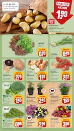 Blumenampel Angebot & Preis im aktuellen REWE Prospekt Blumenampel Angebot im aktuellen REWE Prospekt auf Seite 7