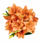 Lilien Strauß Angebote bei Netto Marken-Discount Cuxhaven für 3,33 €
