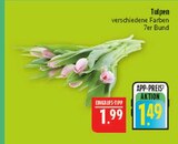 Tulpen Angebote bei Marktkauf Schwabach für 1,49 €