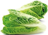 REWE Kreuzwertheim - Bio Romana Salatherzen Angebot im Prospekt Bio Romana Salatherzen bei REWE im Kreuzwertheim Prospekt für 1,49 €