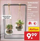 Aktuelles Sukkulenten oder Kalanchoe Duo Angebot bei Netto Marken-Discount in Trier ab 9,99 €