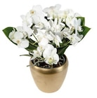 Orchidée multiforme en pot déco en promo chez Lidl Calais à 13,99 €