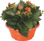 KALANCHOE - GARDENLINE en promo à 4,49 € chez Aldi KALANCHOE - GARDENLINE dans le catalogue Aldi