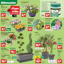 Begonien Angebot im aktuellen Thomas Philipps Prospekt auf Seite 2