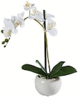 Lunstpflanze Orchidee im Angebot bei XXXLutz Möbelhäuser in Essen Lunstpflanze Orchidee Angebote von Ambia Home bei XXXLutz Möbelhäuser Essen für 12,99 €