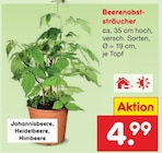 Beerenobststräucher Johannisbeere im aktuellen Netto Marken-Discount Prospekt