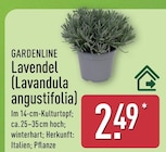 Lavendel (Lavandula angustifolia) von Gardenline im aktuellen ALDI Nord Prospekt