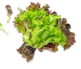 Dtsch. Multicolor-Salat  im aktuellen Kaufland Prospekt für 1,29 €