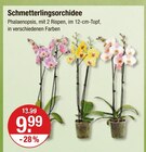 Schmetterlingsorchidee von  im aktuellen V-Markt Prospekt für 9,99 €