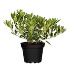 Trend-Heckenpflanzen Angebote von GROW BY OBI bei OBI Bonn für 8,99 €