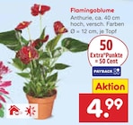 Flamingoblume Angebote bei Netto Marken-Discount Ulm für 4,99 €