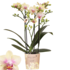 Orchidée colibri 3 tiges dans le catalogue Norma