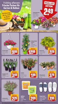 Blumen im REWE Prospekt "Dein Markt" mit 30 Seiten (Jena)