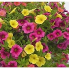 Calibrachoa ou mini Pétunia à fleurs multicolores - Le pot de 4,5 litres - BOTANIC® dans le catalogue Botanic