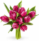 Aktuelle Tulpen Angebote bei Netto Marken-Discount in Siegen (Universitätsstadt) Aktuelles Tulpen Angebot bei Netto Marken-Discount in Siegen (Universitätsstadt) ab 2,49 €