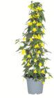 toom Baumarkt Neuenkirchen - Kübelpflanzen-Pyramide Angebot im Prospekt Kübelpflanzen-Pyramide bei toom Baumarkt im Neuenkirchen Prospekt für 21,99 €