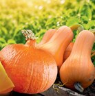 Butternut Kürbis im Angebot bei Netto Marken-Discount in Gera Butternut Kürbis Angebote von HEIMAT bei Netto Marken-Discount Gera für 0,99 €