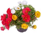 Portulakröschen, Schleierkraut oder Aster im Angebot bei REWE in Bocholt Portulakröschen, Schleierkraut oder Aster Angebote von REWE Beste Wahl bei REWE Bocholt für 1,79 €