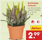 Dreifarbige Callunen bei Netto Marken-Discount im Ketzin Prospekt für 2,99 €
