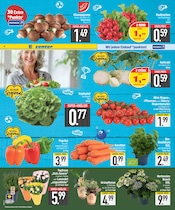 Pflanzen im EDEKA Prospekt in Straubing Aktueller EDEKA Prospekt mit Pflanzen, "Wir lieben Lebensmittel.", Seite 6
