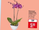 Phalaenopsis Schmetterlingsorchidee Angebote bei Marktkauf Stuttgart für 5,99 €